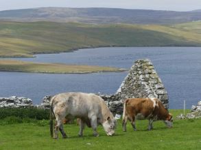 Cattle at Gruting